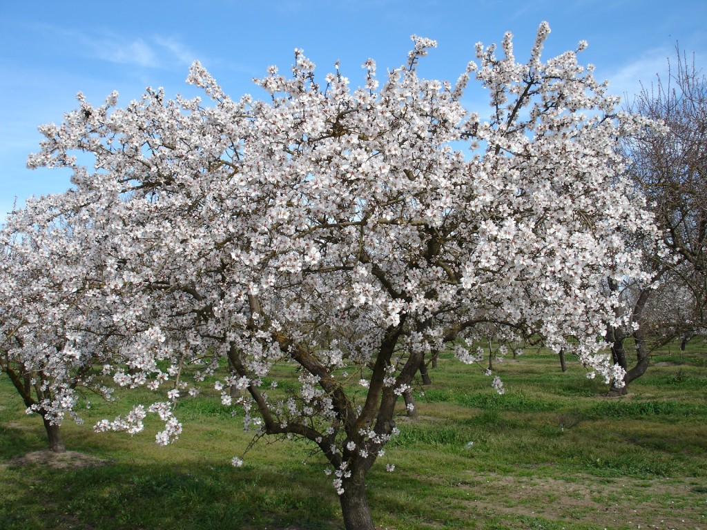 Blossoming almond tree